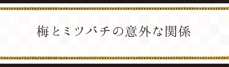 「梅とミツバチの意外な関係」