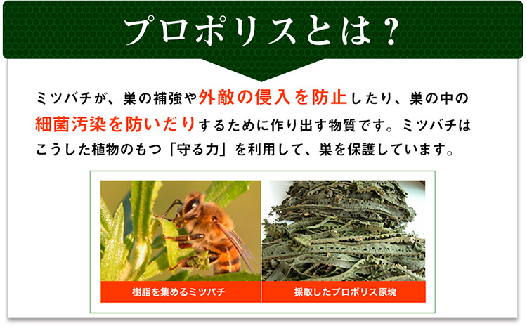 プロポリスとは