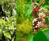 国産百花はちみつ　花の種類